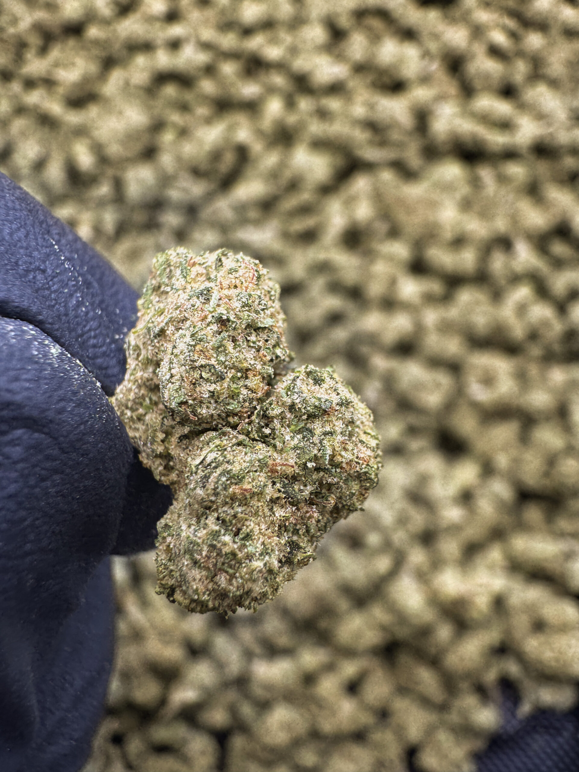 Orange Slushie – Indica THCA Flower 37.64%