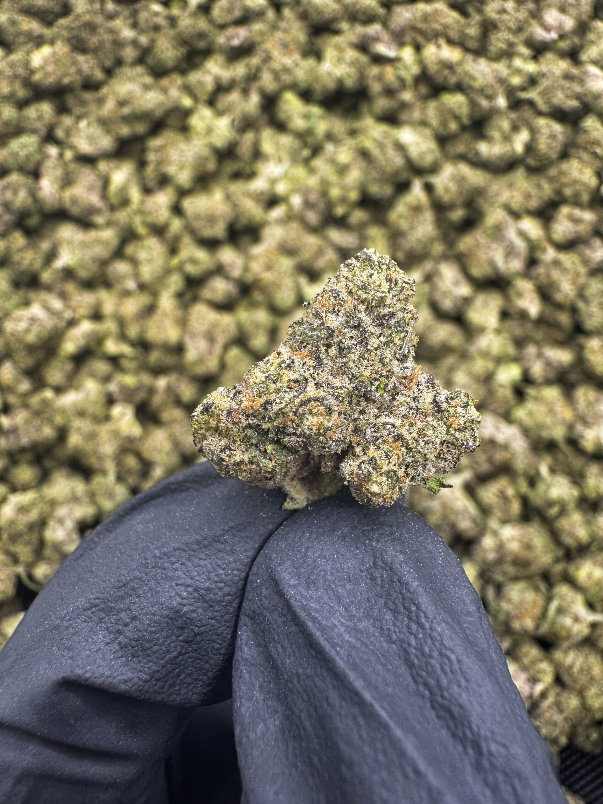 Pink Drink – Hybrid THCA Flower 33.56%